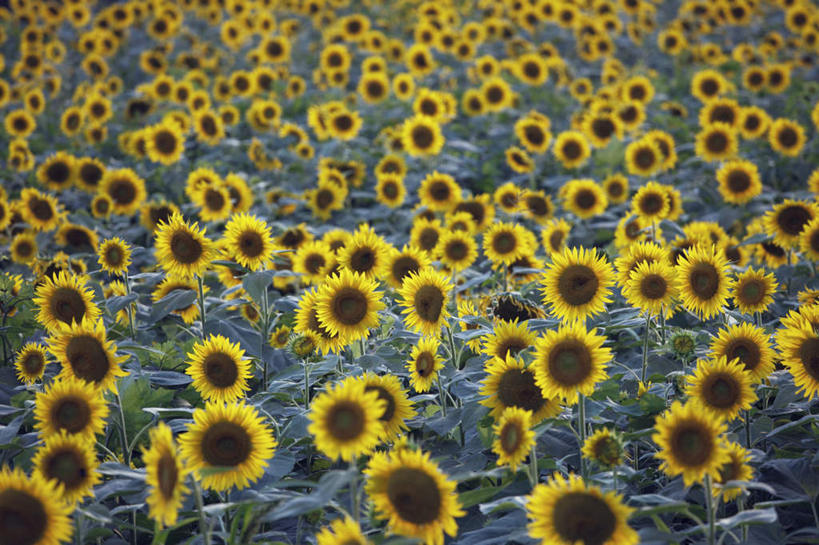 无人,横图,俯视,室外,白天,爱情,旅游,度假,幸福,花海,花圃,美景,太阳,植物,向日葵,叶子,日本,亚洲,许多,盛开,景观,绿叶,花蕾,娱乐,花,花瓣,花朵,花卉,鲜花,黄色,绿色,自然,花丛,花田,花苞,花蕊,享受,休闲,嫩叶,景色,放松,生长,成长,自然风光,光辉,东亚,沉默,忠诚,本州,本州岛,日本国,中部地方,山梨,山梨县,勇敢,投缘,爱慕,高傲,朝阳花,葵花,望日莲,向阳花,转日莲,叶,叶片,彩图,高角度拍摄