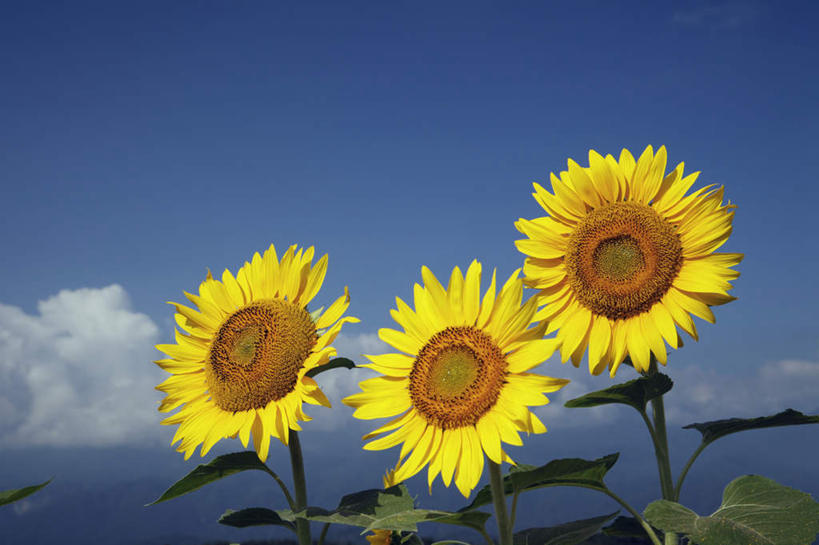 无人,横图,室外,白天,正面,爱情,旅游,度假,幸福,花海,花圃,美景,太阳,植物,向日葵,叶子,日本,亚洲,一排,许多,阴影,整齐,盛开,光线,影子,景观,云,云朵,绿叶,花蕾,云彩,娱乐,花,花瓣,花朵,花卉,鲜花,排列,黄色,蓝色,绿色,白云,蓝天,天空,阳光,自然,花丛,花田,天,花苞,花蕊,享受,休闲,嫩叶,景色,放松,生长,晴朗,成长,队列,自然风光,光辉,东亚,沉默,忠诚,本州,本州岛,日本国,中部地方,山梨,山梨县,勇敢,投缘,爱慕,高傲,朝阳花,葵花,望日莲,向阳花,转日莲,叶,叶片,晴空,彩图