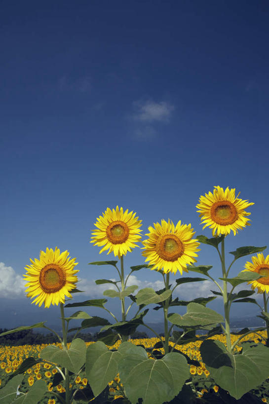 无人,竖图,室外,特写,白天,正面,爱情,旅游,度假,幸福,花海,花圃,美景,太阳,植物,向日葵,叶子,日本,亚洲,一排,许多,整齐,盛开,景观,云,云朵,绿叶,花蕾,云彩,娱乐,花,花瓣,花朵,花卉,鲜花,排列,黄色,蓝色,绿色,白云,蓝天,天空,自然,花丛,花田,天,花苞,花蕊,享受,休闲,嫩叶,景色,放松,生长,晴朗,成长,队列,自然风光,光辉,东亚,沉默,忠诚,本州,本州岛,日本国,中部地方,山梨,山梨县,勇敢,投缘,爱慕,高傲,朝阳花,葵花,望日莲,向阳花,转日莲,叶,叶片,晴空,彩图