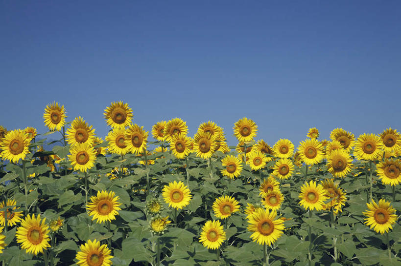 无人,横图,室外,白天,正面,爱情,旅游,度假,幸福,花海,花圃,美景,太阳,植物,向日葵,叶子,日本,亚洲,一排,许多,阴影,整齐,盛开,光线,影子,景观,绿叶,花蕾,娱乐,花,花瓣,花朵,花卉,鲜花,排列,黄色,蓝色,绿色,蓝天,天空,阳光,自然,花丛,花田,天,花苞,花蕊,享受,休闲,嫩叶,景色,放松,生长,晴朗,成长,队列,自然风光,光辉,东亚,沉默,忠诚,本州,万里无云,本州岛,日本国,中部地方,山梨,山梨县,勇敢,投缘,爱慕,高傲,朝阳花,葵花,望日莲,向阳花,转日莲,叶,叶片,晴空,晴空万里,彩图