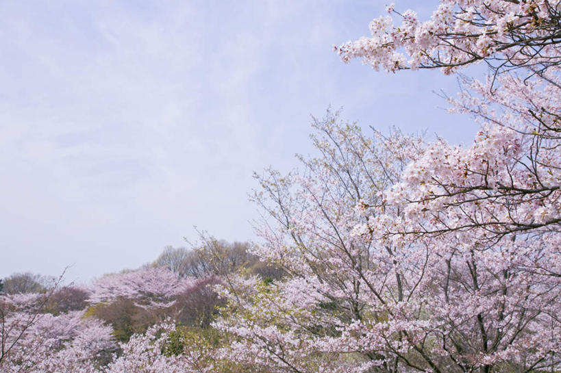 无人,横图,室外,白天,仰视,旅游,度假,幸福,纯洁,美景,森林,树林,植物,樱花,东京,日本,亚洲,盛开,景观,云,云朵,花蕾,云彩,娱乐,花,花瓣,花朵,鲜花,树,树木,粉色,蓝色,绿色,白云,蓝天,天空,自然,天,花苞,花蕊,享受,休闲,景色,放松,生长,晴朗,成长,等待,生命,自然风光,东亚,本州,关东地方,本州岛,日本国,东京都,仙樱花,福岛樱,青肤樱,高尚,热烈,晴空,荆桃,彩图,低角度拍摄