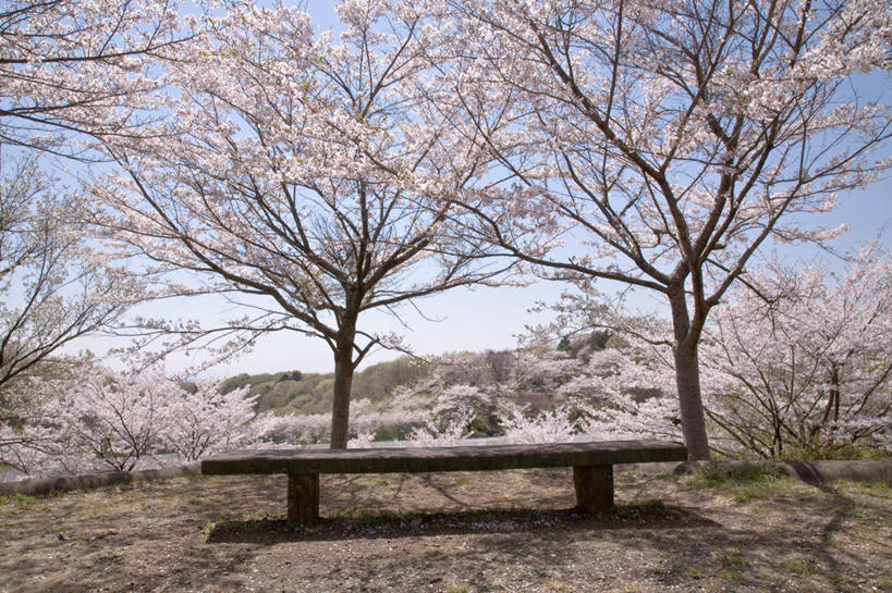 无人,横图,室外,白天,仰视,旅游,度假,幸福,纯洁,美景,树林,植物,樱花,椅子,东京,日本,亚洲,阴影,盛开,光线,木制,影子,长椅,景观,云,云朵,花蕾,云彩,娱乐,花,花瓣,花朵,鲜花,树,树木,一个,粉色,蓝色,绿色,白云,蓝天,天空,阳光,自然,木制品,天,花苞,花蕊,享受,休闲,景色,放松,生长,晴朗,单个,成长,等待,生命,自然风光,东亚,本州,关东地方,本州岛,日本国,东京都,仙樱花,福岛樱,青肤樱,高尚,热烈,晴空,荆桃,彩图,低角度拍摄