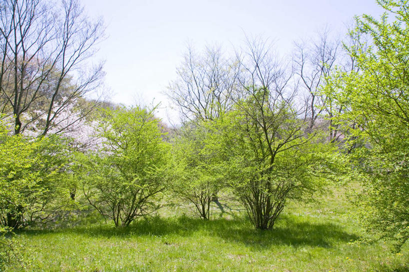 无人,横图,室外,白天,正面,旅游,度假,幸福,纯洁,草地,草坪,美景,树林,植物,樱花,东京,日本,亚洲,阴影,盛开,光线,影子,景观,云,云朵,花蕾,云彩,娱乐,草,花,花瓣,花朵,鲜花,树,树木,粉色,蓝色,绿色,白云,蓝天,天空,阳光,自然,天,花苞,花蕊,享受,休闲,景色,放松,生长,晴朗,成长,等待,生命,自然风光,东亚,本州,关东地方,本州岛,日本国,东京都,仙樱花,福岛樱,青肤樱,高尚,热烈,晴空,荆桃,彩图