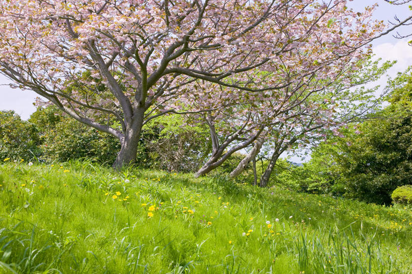 无人,横图,室外,白天,正面,旅游,度假,幸福,纯洁,草地,草坪,美景,树林,植物,樱花,神奈川,日本,亚洲,盛开,景观,云,云朵,神奈川县,花蕾,云彩,娱乐,草,花,花瓣,花朵,鲜花,树,树木,粉色,蓝色,绿色,白云,蓝天,天空,自然,天,花苞,花蕊,享受,休闲,景色,放松,生长,晴朗,成长,等待,生命,自然风光,东亚,本州,关东地方,本州岛,日本国,仙樱花,福岛樱,青肤樱,高尚,热烈,晴空,荆桃,彩图