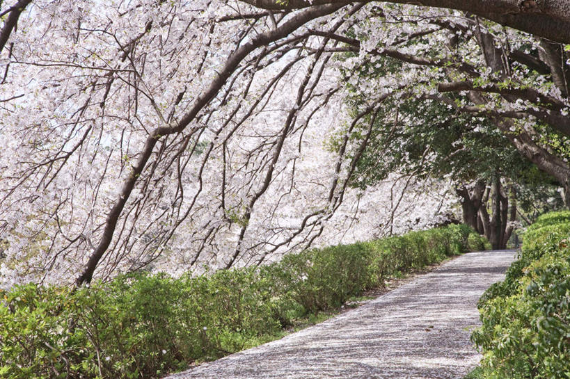 无人,横图,室外,白天,正面,旅游,度假,幸福,纯洁,美景,树林,植物,道路,街道,路,公路,樱花,东京,日本,亚洲,阴影,盛开,光线,影子,景观,交通,花蕾,娱乐,花,花瓣,花朵,鲜花,树,树木,粉色,绿色,阳光,自然,花苞,花蕊,享受,休闲,景色,放松,生长,成长,等待,生命,自然风光,东亚,本州,关东地方,本州岛,日本国,东京都,仙樱花,福岛樱,青肤樱,高尚,热烈,马路,荆桃,彩图