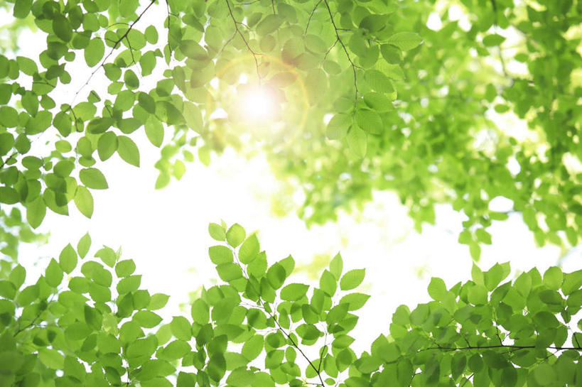 无人,横图,室外,白天,仰视,旅游,度假,美景,植物,叶子,东京,日本,亚洲,阴影,朦胧,模糊,光线,影子,景观,云,云朵,绿叶,云彩,娱乐,树,树干,树木,绿色,白云,天空,阳光,自然,天,享受,休闲,嫩叶,景色,放松,生长,成长,自然风光,东亚,本州,关东地方,本州岛,日本国,东京都,叶,叶片,彩图,低角度拍摄