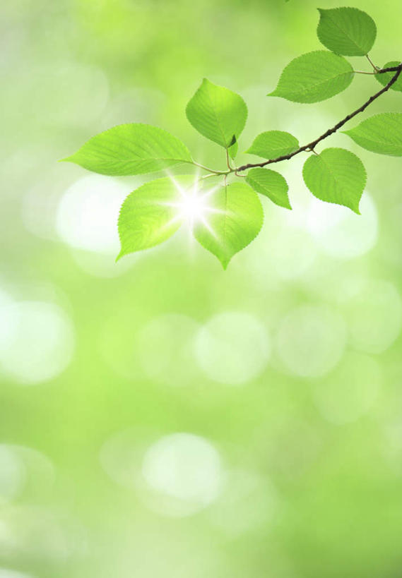 无人,竖图,插画,室内,白天,正面,旅游,度假,数码,科技,美景,植物,叶子,东京,日本,亚洲,阴影,光线,网络,影子,景观,绿叶,高光,几何,计算机图形,合成,图画,娱乐,画,树,树干,树木,绿色,阳光,自然,享受,休闲,嫩叶,景色,放松,生长,成长,电脑合成图,数码合成图,自然风光,漫画,东亚,本州,关东地方,本州岛,日本国,东京都,写实,具体,具象,叶,叶片,彩图