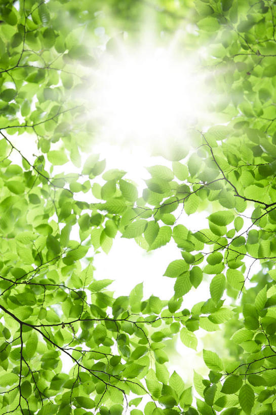 无人,竖图,插画,室内,白天,正面,旅游,度假,数码,科技,美景,植物,叶子,东京,日本,亚洲,阴影,光线,网络,影子,景观,绿叶,高光,几何,计算机图形,合成,图画,娱乐,画,树,树干,树木,绿色,阳光,自然,享受,休闲,嫩叶,景色,放松,生长,成长,电脑合成图,数码合成图,自然风光,漫画,东亚,本州,关东地方,本州岛,日本国,东京都,写实,具体,具象,叶,叶片,彩图