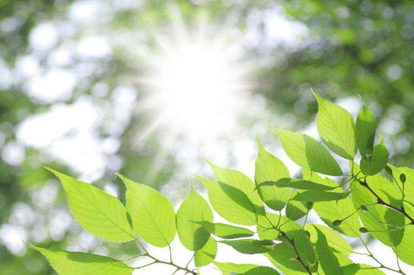 无人,横图,插画,室内,白天,正面,旅游,度假,数码,科技,美景,植物,叶子,东京,日本,亚洲,阴影,光线,网络,影子,景观,绿叶,高光,几何,计算机图形,合成,图画,娱乐,画,树,树干,树木,绿色,阳光,自然,享受,休闲,嫩叶,景色,放松,生长,成长,电脑合成图,数码合成图,自然风光,漫画,东亚,本州,关东地方,本州岛,日本国,东京都,写实,具体,具象,叶,叶片,彩图