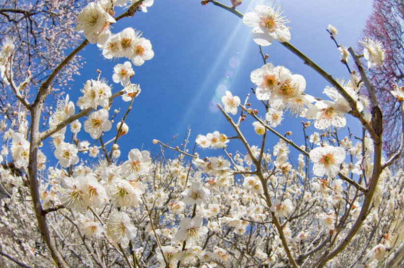 无人,横图,室外,特写,白天,广角镜头,鱼眼镜头,仰视,旅游,度假,美景,植物,日本,亚洲,许多,阴影,朦胧,模糊,盛开,光线,影子,景观,梅花,娱乐,花,花瓣,花朵,花卉,鲜花,树,树木,树枝,蓝色,绿色,白色,蓝天,天空,阳光,自然,天,花蕊,享受,休闲,景色,放松,生长,晴朗,成长,高雅,坚强,自然风光,东亚,本州,万里无云,茨城,茨城县,关东地方,本州岛,日本国,梅,晴空,晴空万里,彩图,低角度拍摄