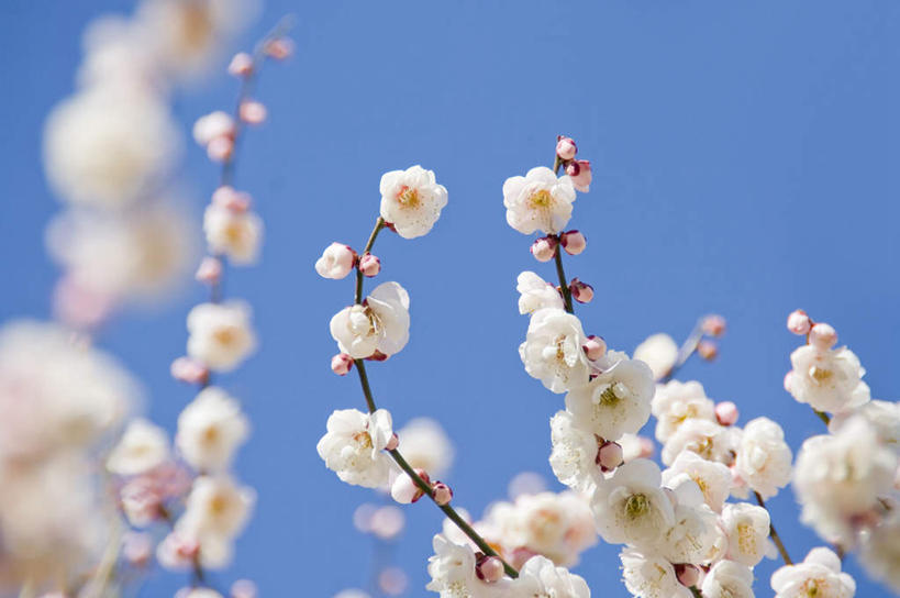 无人,横图,室外,特写,白天,仰视,旅游,度假,美景,植物,日本,亚洲,许多,朦胧,模糊,盛开,景观,梅花,娱乐,花,花瓣,花朵,花卉,鲜花,树,树木,树枝,蓝色,绿色,白色,蓝天,天空,自然,天,花蕊,享受,休闲,景色,放松,生长,晴朗,成长,高雅,坚强,自然风光,东亚,本州,万里无云,茨城,茨城县,关东地方,本州岛,日本国,梅,晴空,晴空万里,彩图,低角度拍摄