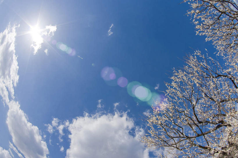 无人,横图,室外,特写,白天,广角镜头,鱼眼镜头,仰视,旅游,度假,美景,植物,日本,亚洲,许多,阴影,盛开,光线,影子,景观,云,云朵,梅花,云彩,娱乐,花,花瓣,花朵,花卉,鲜花,树,树木,树枝,蓝色,绿色,白色,白云,蓝天,天空,阳光,自然,天,花蕊,享受,休闲,景色,放松,生长,晴朗,成长,高雅,坚强,自然风光,东亚,本州,茨城,茨城县,关东地方,本州岛,日本国,梅,晴空,彩图,低角度拍摄