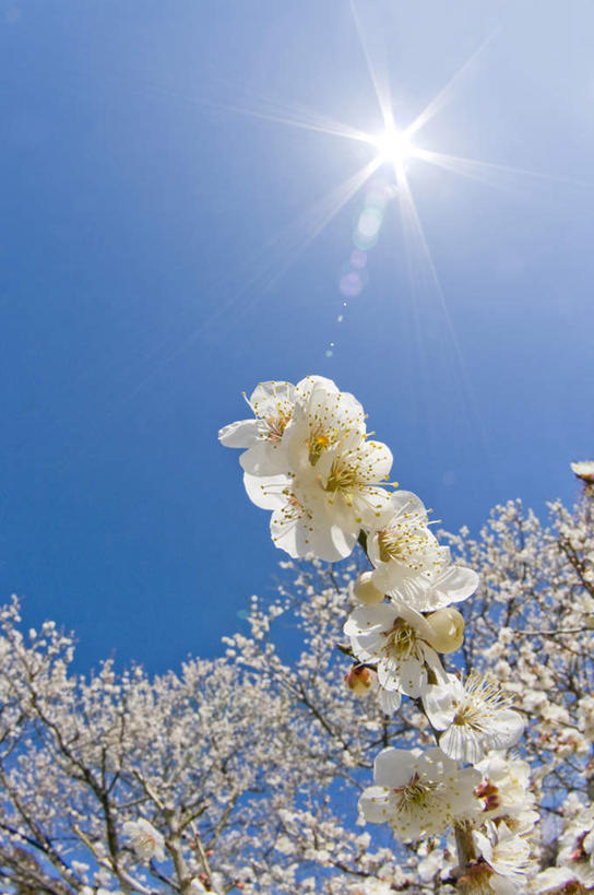无人,竖图,室外,特写,白天,仰视,旅游,度假,美景,植物,日本,亚洲,许多,阴影,盛开,光线,影子,景观,梅花,娱乐,花,花瓣,花朵,花卉,鲜花,树,树木,树枝,蓝色,绿色,白色,蓝天,天空,阳光,自然,天,花蕊,享受,休闲,景色,放松,生长,晴朗,成长,高雅,坚强,自然风光,东亚,本州,万里无云,茨城,茨城县,关东地方,本州岛,日本国,梅,晴空,晴空万里,彩图,低角度拍摄