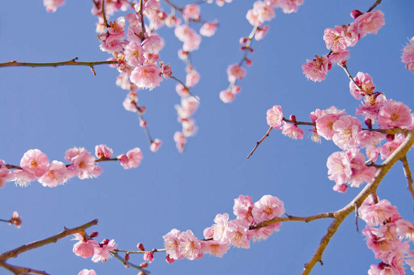 无人,横图,室外,特写,白天,仰视,旅游,度假,美景,植物,日本,亚洲,许多,盛开,景观,梅花,娱乐,花,花瓣,花朵,花卉,鲜花,树,树木,树枝,粉色,蓝色,绿色,蓝天,天空,自然,天,花蕊,享受,休闲,景色,放松,生长,晴朗,成长,高雅,坚强,自然风光,东亚,本州,万里无云,茨城,茨城县,关东地方,本州岛,日本国,梅,晴空,晴空万里,彩图,低角度拍摄