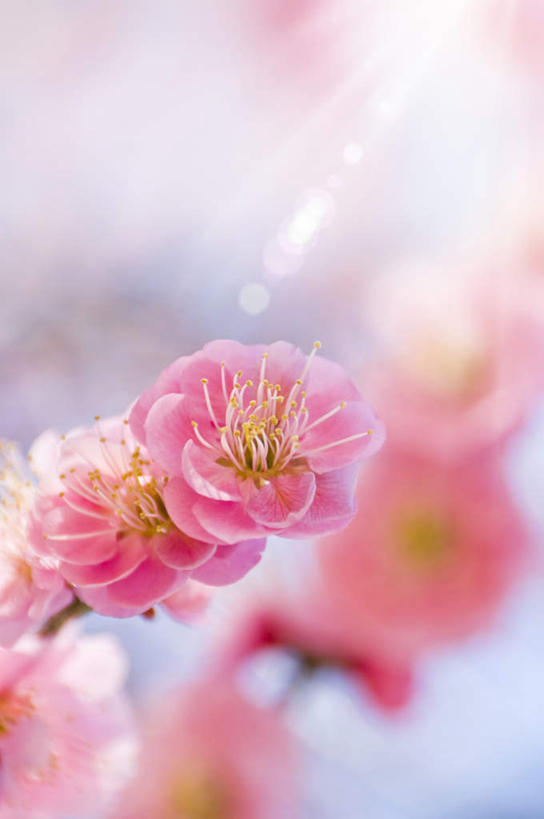 无人,竖图,室外,特写,白天,仰视,旅游,度假,美景,植物,日本,亚洲,许多,阴影,朦胧,模糊,盛开,光线,影子,景观,梅花,娱乐,花,花瓣,花朵,花卉,鲜花,树,树木,树枝,粉色,蓝色,绿色,蓝天,天空,阳光,自然,天,花蕊,享受,休闲,景色,放松,生长,晴朗,成长,高雅,坚强,自然风光,东亚,本州,万里无云,茨城,茨城县,关东地方,本州岛,日本国,梅,晴空,晴空万里,彩图,低角度拍摄