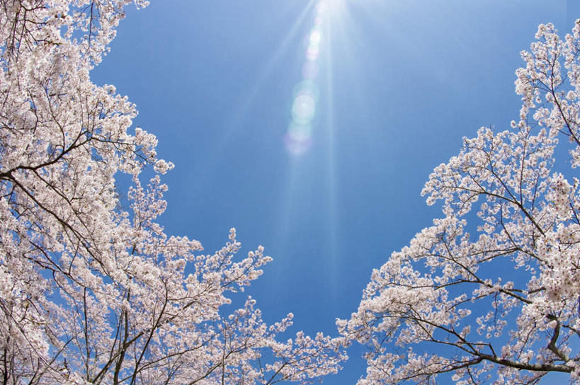 无人,横图,室外,特写,白天,仰视,旅游,度假,美景,植物,日本,亚洲,许多,阴影,盛开,光线,影子,景观,梅花,娱乐,花,花瓣,花朵,花卉,鲜花,树,树木,树枝,蓝色,绿色,白色,蓝天,天空,阳光,自然,天,花蕊,享受,休闲,景色,放松,生长,晴朗,成长,高雅,坚强,自然风光,东亚,本州,万里无云,茨城,茨城县,关东地方,本州岛,日本国,梅,晴空,晴空万里,彩图,低角度拍摄