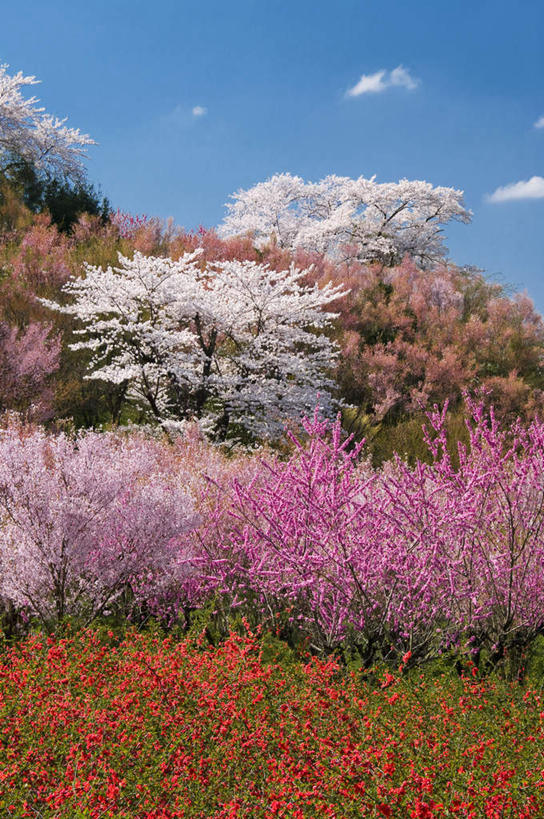 无人,竖图,室外,白天,正面,旅游,度假,幸福,纯洁,美景,植物,樱花,日本,亚洲,许多,阴影,盛开,光线,影子,景观,云,云朵,云彩,娱乐,花,花瓣,花朵,花卉,鲜花,树,树木,树枝,粉色,红色,蓝色,绿色,白色,白云,蓝天,天空,阳光,自然,天,花蕊,享受,休闲,景色,放松,生长,晴朗,成长,等待,生命,自然风光,东亚,本州,茨城,茨城县,关东地方,本州岛,日本国,仙樱花,福岛樱,青肤樱,高尚,热烈,晴空,荆桃,彩图