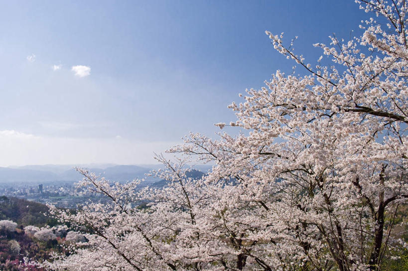 无人,横图,室外,特写,白天,正面,旅游,度假,幸福,纯洁,石头,美景,山,山脉,植物,樱花,日本,亚洲,许多,阴影,盛开,光线,石子,影子,景观,山顶,山峰,云,云朵,山峦,云彩,娱乐,花,花瓣,花朵,花卉,鲜花,树,树木,树枝,蓝色,绿色,白色,白云,蓝天,天空,阳光,自然,群山,天,花蕊,享受,休闲,景色,放松,生长,晴朗,成长,等待,生命,自然风光,东亚,沉积岩,本州,本州岛,日本国,东北地方,福岛,福岛县,仙樱花,福岛樱,青肤樱,高尚,热烈,颠峰,极峰,水成岩,石块,岩石,晴空,荆桃,彩图