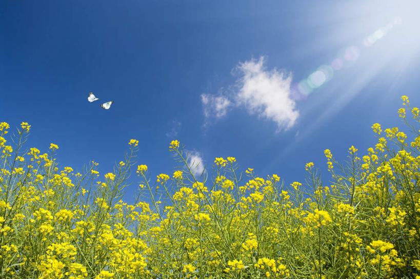 无人,横图,室外,白天,仰视,旅游,度假,花海,花圃,美景,植物,叶子,日本,亚洲,许多,阴影,盛开,光线,影子,景观,云,云朵,绿叶,花蕾,云彩,娱乐,花,花瓣,花朵,花卉,鲜花,黄色,蓝色,绿色,白云,蓝天,天空,阳光,自然,花丛,花田,天,花苞,花蕊,油菜花,享受,休闲,嫩叶,景色,放松,生长,晴朗,成长,自然风光,东亚,本州,茨城,茨城县,关东地方,本州岛,日本国,叶,叶片,晴空,彩图,低角度拍摄,芸苔,芸薹