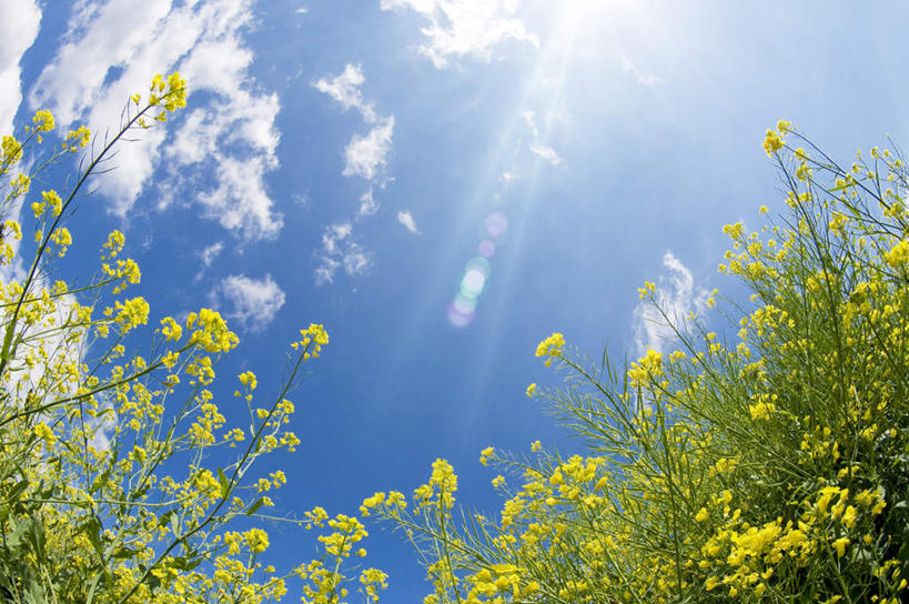 无人,横图,室外,白天,仰视,旅游,度假,花海,花圃,美景,植物,叶子,日本,亚洲,许多,阴影,盛开,光线,影子,景观,云,云朵,绿叶,花蕾,云彩,娱乐,花,花瓣,花朵,花卉,鲜花,黄色,蓝色,绿色,白云,蓝天,天空,阳光,自然,花丛,花田,天,花苞,花蕊,油菜花,享受,休闲,嫩叶,景色,放松,生长,晴朗,成长,自然风光,东亚,本州,茨城,茨城县,关东地方,本州岛,日本国,叶,叶片,晴空,彩图,低角度拍摄,芸苔,芸薹