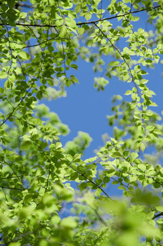 无人,竖图,室外,特写,白天,仰视,旅游,度假,美景,植物,叶子,日本,亚洲,阴影,朦胧,模糊,光线,影子,景观,绿叶,娱乐,树,树木,蓝色,绿色,蓝天,天空,阳光,自然,天,享受,休闲,嫩叶,景色,放松,生长,晴朗,成长,自然风光,东亚,本州,万里无云,关东地方,本州岛,日本国,栃木,栃木县,叶,叶片,晴空,晴空万里,彩图,低角度拍摄
