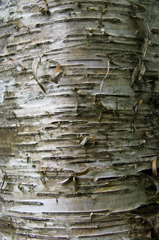 无人,竖图,室外,特写,白天,正面,旅游,度假,美景,植物,日本,亚洲,纹路,纹理,景观,痕迹,娱乐,树,树干,树木,绿色,自然,享受,休闲,景色,放松,生长,成长,自然风光,东亚,山毛榉,本州,肌理,本州岛,日本国,青森,青森县,东北地方,麻栎金刚,山毛榉树,彩图