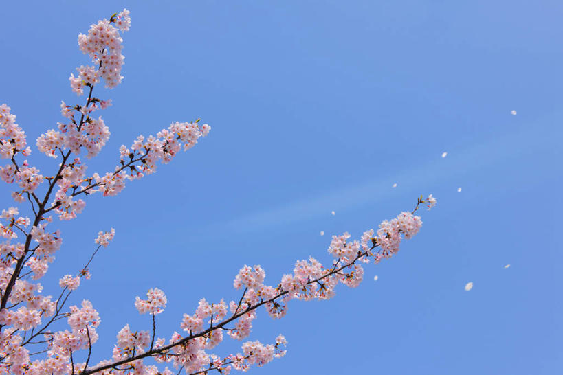 无人,横图,室外,白天,仰视,旅游,度假,幸福,纯洁,美景,植物,樱花,东京,日本,亚洲,许多,盛开,景观,娱乐,花,花瓣,花朵,花卉,鲜花,树,树木,粉色,蓝色,蓝天,天空,自然,天,花蕊,享受,休闲,景色,放松,生长,晴朗,成长,等待,生命,自然风光,东亚,本州,万里无云,关东地方,本州岛,日本国,东京都,仙樱花,福岛樱,青肤樱,高尚,热烈,晴空,晴空万里,荆桃,彩图,低角度拍摄