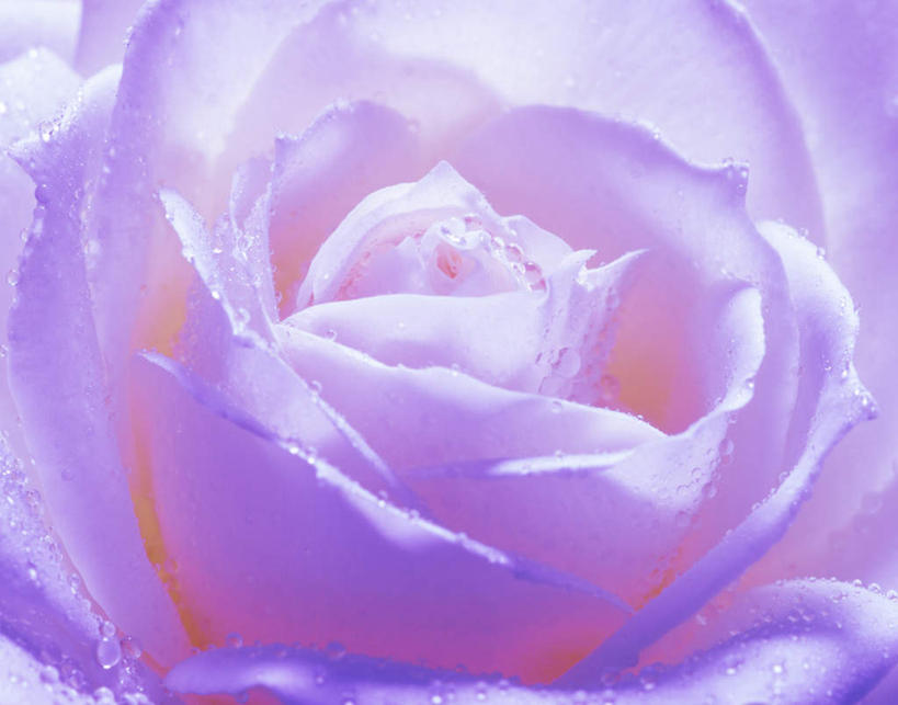 无人,横图,俯视,室外,特写,白天,爱情,旅游,度假,幸福,纯洁,热情,美景,植物,玫瑰,日本,亚洲,盛开,景观,玫瑰花,浪漫,娱乐,花,花瓣,花朵,花卉,鲜花,一朵,粉色,自然,花蕊,享受,休闲,温暖,温馨,景色,恩爱,放松,和睦,自然风光,感动,东亚,日本国,尊敬,天真,刺玫花,徘徊花,彩图,高角度拍摄,融洽