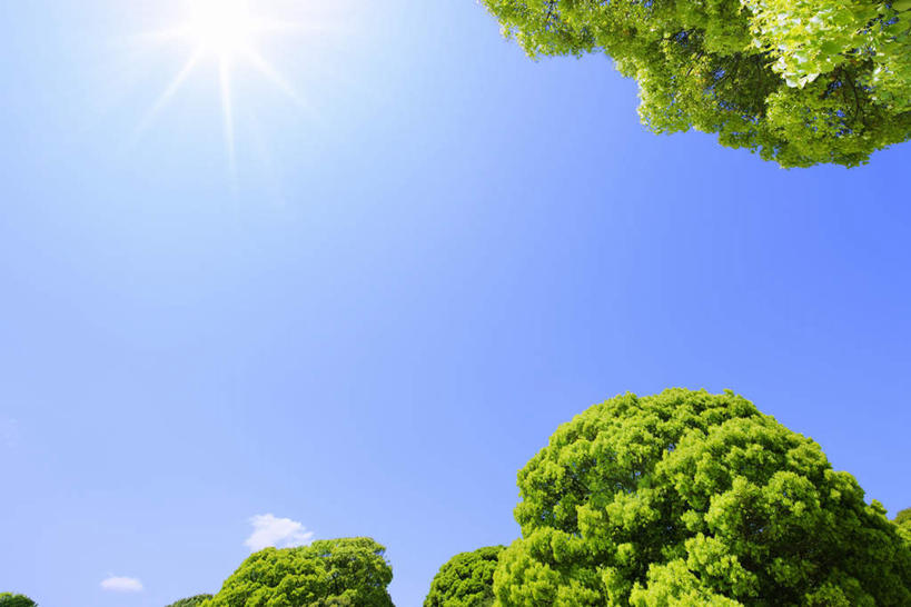无人,横图,室外,白天,仰视,旅游,度假,美景,植物,东京,日本,亚洲,阴影,光线,影子,景观,娱乐,树,树木,蓝色,绿色,蓝天,天空,阳光,自然,天,享受,休闲,景色,放松,生长,晴朗,成长,自然风光,东亚,本州,万里无云,关东地方,本州岛,日本国,东京都,涩谷,涉谷,涩谷区,晴空,晴空万里,彩图,低角度拍摄