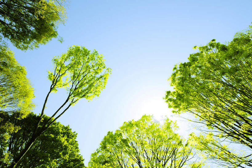 无人,横图,室外,白天,仰视,旅游,度假,美景,植物,东京,日本,亚洲,阴影,光线,影子,景观,娱乐,树,树木,蓝色,绿色,蓝天,天空,阳光,自然,天,享受,休闲,景色,放松,生长,晴朗,成长,自然风光,东亚,本州,万里无云,关东地方,本州岛,日本国,东京都,涩谷,涉谷,涩谷区,晴空,晴空万里,彩图,低角度拍摄