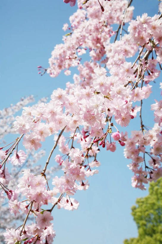 无人,竖图,室外,特写,白天,仰视,旅游,度假,幸福,纯洁,美景,植物,樱花,日本,亚洲,许多,阴影,盛开,光线,影子,景观,飘落,娱乐,花,花瓣,花朵,花卉,鲜花,树,树木,树枝,粉色,蓝色,绿色,蓝天,天空,阳光,自然,天,花蕊,享受,休闲,景色,放松,生长,晴朗,成长,等待,生命,自然风光,东亚,万里无云,日本国,仙樱花,福岛樱,青肤樱,高尚,热烈,晴空,晴空万里,荆桃,彩图,低角度拍摄