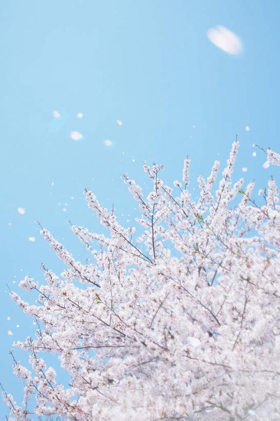 无人,竖图,室外,特写,白天,仰视,旅游,度假,幸福,纯洁,美景,植物,樱花,日本,亚洲,许多,阴影,朦胧,模糊,盛开,光线,影子,景观,飘落,娱乐,花,花瓣,花朵,花卉,鲜花,树,树木,树枝,粉色,蓝色,绿色,蓝天,天空,阳光,自然,天,花蕊,享受,休闲,景色,放松,生长,晴朗,成长,等待,生命,自然风光,东亚,万里无云,日本国,仙樱花,福岛樱,青肤樱,高尚,热烈,晴空,晴空万里,荆桃,彩图,低角度拍摄