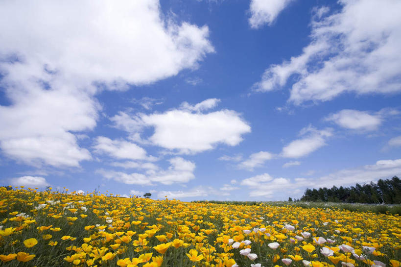 无人,横图,室外,白天,正面,旅游,度假,花海,花圃,美景,植物,叶子,北海道,日本,亚洲,许多,盛开,地平线,景观,云,云朵,辽阔,绿叶,地面,花蕾,云彩,娱乐,花,花瓣,花朵,花卉,鲜花,黄色,蓝色,绿色,白云,蓝天,天空,自然,花丛,花田,天,花苞,花蕊,享受,休闲,广阔,嫩叶,景色,放松,生长,晴朗,成长,一望无际,自然风光,延伸,东亚,日本国,天地相交,北海道地方,北海道岛,无边无际,一马平川,叶,叶片,晴空,彩图