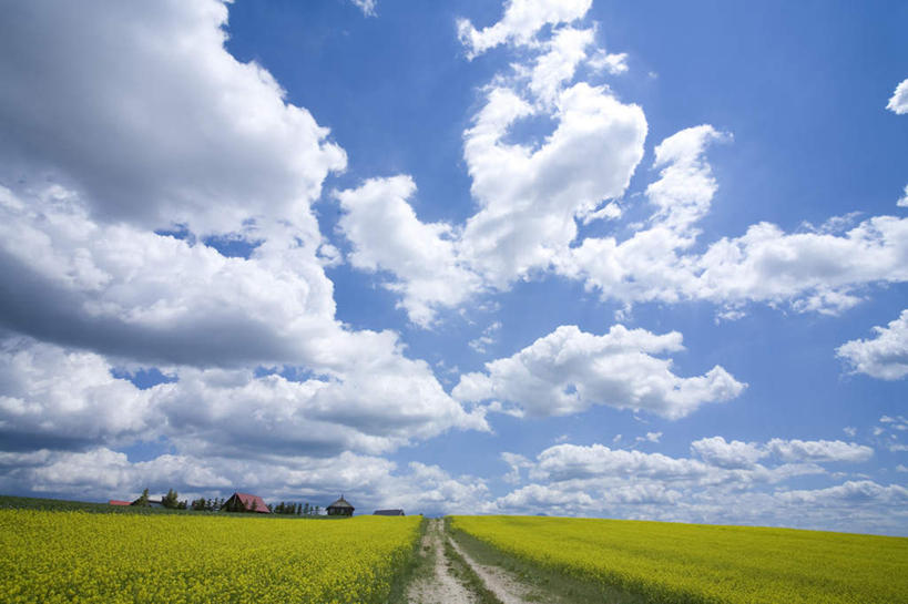 无人,横图,室外,白天,正面,旅游,度假,花海,花圃,美景,植物,道路,路,叶子,北海道,日本,亚洲,许多,阴影,盛开,光线,影子,地平线,景观,云,云朵,小路,辽阔,绿叶,地面,交通,花蕾,云彩,娱乐,花,花瓣,花朵,花卉,鲜花,黄色,蓝色,绿色,白云,蓝天,天空,阳光,自然,花丛,花田,天,花苞,花蕊,油菜花,享受,休闲,广阔,嫩叶,景色,放松,生长,晴朗,成长,一望无际,自然风光,延伸,东亚,日本国,天地相交,北海道地方,北海道岛,无边无际,一马平川,叶,叶片,晴空,彩图,芸苔,芸薹