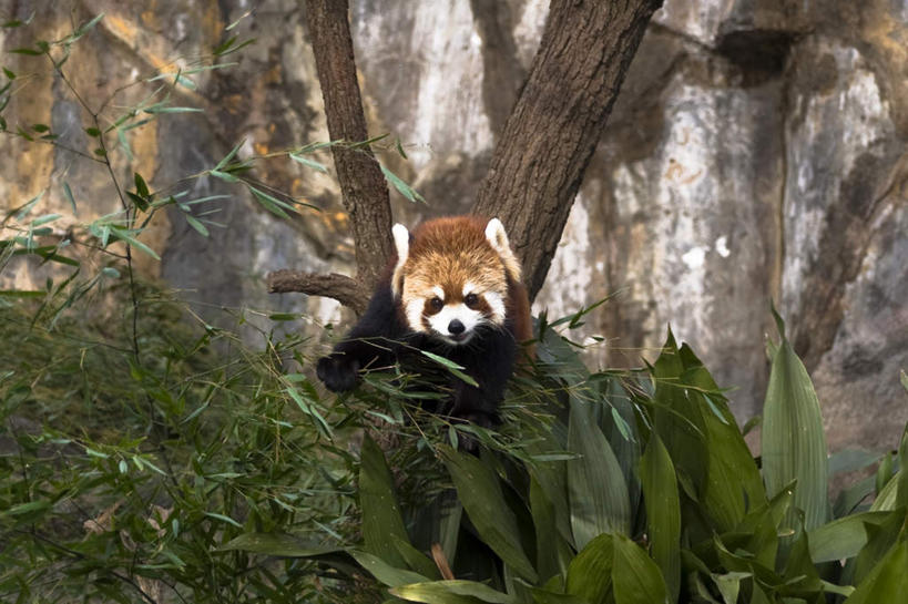 无人,坐,横图,室外,白天,正面,草地,草坪,植物,野生动物,蔬菜,叶子,神奈川,日本,亚洲,新鲜,墙,竹笋,食品,棕色,绿叶,横滨,横滨市,神奈川县,注视,笋,墙壁,墙面,草,树,树干,树木,食物,一只,绿色,自然,动物,观察,看,嫩叶,可爱,活泼,有机食品,绿色食品,生长,成长,观看,察看,关注,浣熊,东亚,本州,首府,关东地方,本州岛,日本国,白鼻豿,叶,叶片,坐着,半身,彩图
