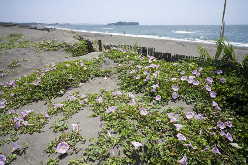 无人,横图,室外,白天,正面,爱情,旅游,度假,海浪,海洋,美景,植物,喇叭花,叶子,神奈川,日本,亚洲,许多,阴影,盛开,光线,影子,景观,浪花,水平线,辽阔,绿叶,海平线,神奈川县,娱乐,花,花瓣,花朵,花卉,鲜花,粉色,蓝色,蓝天,天空,阳光,自然,海水,天,花蕊,享受,休闲,广阔,嫩叶,景色,放松,晴朗,一望无际,虚幻,自然风光,海景,东亚,本州,万里无云,关东地方,本州岛,日本国,永恒,牵牛,牵牛子,勤娘子,碧冬茄,朝颜花,灵芝牡丹,冷静,无边无际,一马平川,牵牛花,叶,叶片,大海,风浪,海,海水的波动,近岸浪,涌浪,晴空,晴空万里,彩图,水天相接,水天一线