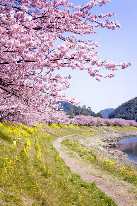 无人,竖图,室外,白天,正面,旅游,度假,幸福,纯洁,草地,草坪,美景,植物,道路,路,樱花,静冈县,日本,亚洲,一排,许多,整齐,盛开,景观,小路,交通,花蕾,娱乐,草,花,花瓣,花朵,鲜花,树,树木,排列,粉色,蓝色,绿色,蓝天,天空,自然,天,花苞,花蕊,享受,休闲,景色,放松,生长,晴朗,成长,等待,生命,队列,自然风光,东亚,本州,万里无云,本州岛,日本国,中部地方,静冈,仙樱花,福岛樱,青肤樱,高尚,热烈,晴空,晴空万里,荆桃,彩图