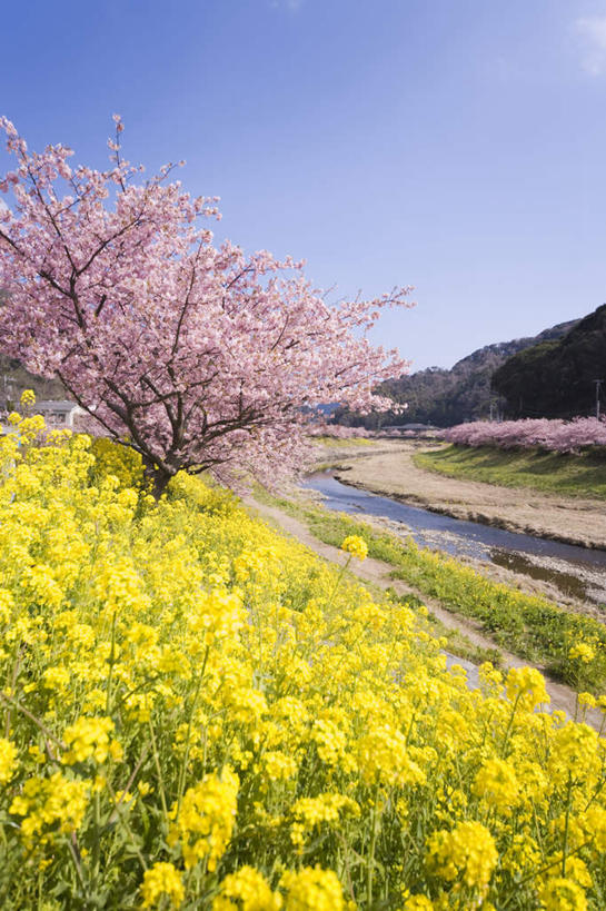 无人,竖图,室外,白天,正面,旅游,度假,幸福,纯洁,美景,植物,樱花,静冈县,日本,亚洲,许多,盛开,景观,花蕾,娱乐,花,花瓣,花朵,鲜花,树,树木,粉色,黄色,蓝色,绿色,蓝天,天空,自然,天,花苞,花蕊,油菜花,享受,休闲,景色,放松,生长,晴朗,成长,等待,生命,自然风光,东亚,本州,万里无云,本州岛,日本国,中部地方,静冈,仙樱花,福岛樱,青肤樱,高尚,热烈,晴空,晴空万里,荆桃,彩图,芸苔,芸薹
