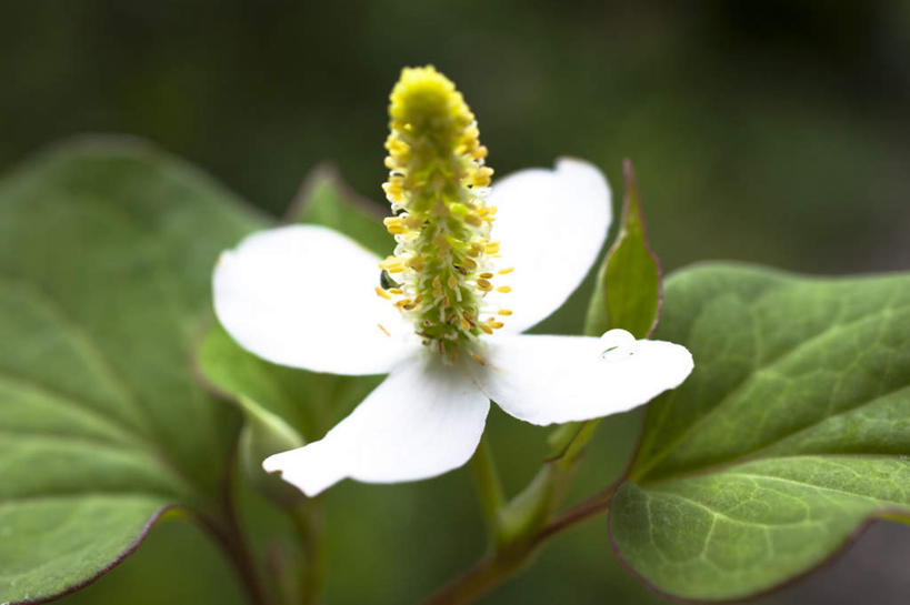 无人,横图,俯视,室外,特写,白天,旅游,度假,美景,植物,叶子,神奈川,日本,亚洲,朦胧,模糊,盛开,景观,绿叶,草药,药草,神奈川县,娱乐,中药,花,花瓣,花朵,花卉,鲜花,一朵,白色,自然,花蕊,享受,休闲,嫩叶,景色,放松,自然风光,药材,中草药,东亚,中药材,本草,本州,关东地方,本州岛,日本国,岑草,蕺,鱼腥草,紫背鱼腥草,菹菜,叶,叶片,彩图,高角度拍摄