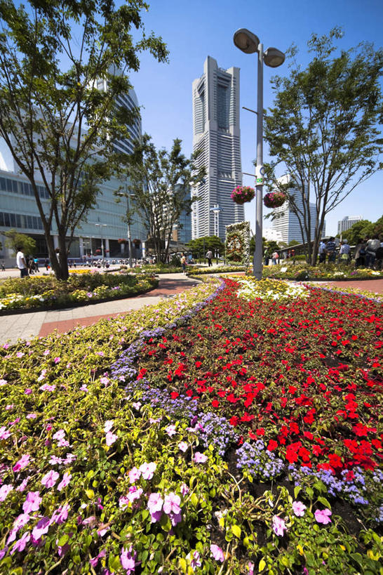 无人,高楼大厦,竖图,室外,白天,仰视,度假,办公楼,美景,植物,城市风光,标志建筑,城市,大厦,地标,建筑,摩天大楼,写字楼,叶子,神奈川,日本,亚洲,许多,盛开,景观,绿叶,横滨,横滨市,神奈川县,娱乐,建设,花,花瓣,花朵,花卉,鲜花,红色,紫色,楼宇,花蕊,享受,休闲,嫩叶,商务楼,景色,放松,东亚,本州,首府,关东地方,本州岛,日本国,横滨地标塔,横滨地标塔大厦,横滨路标塔,叶,叶片,彩图,低角度拍摄,大楼,高层建筑,高楼,摩天楼