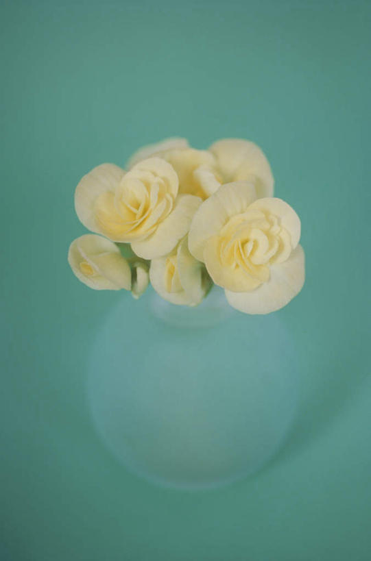 无人,竖图,俯视,室内,特写,白天,桌面,桌子,海棠花,花瓶,许多,绿色背景,阴影,朦胧,模糊,盛开,反射,木制,影子,海棠,花蕾,玻璃制品,花,花瓣,花朵,鲜花,一个,黄色,蓝色,玻璃瓶,木制品,瓶子,花苞,花蕊,自信,摄影,影棚,单个,呵护,秋海棠,八月春,解语花,相思草,岩丸子,彩图,高角度拍摄,影棚拍摄,拍摄