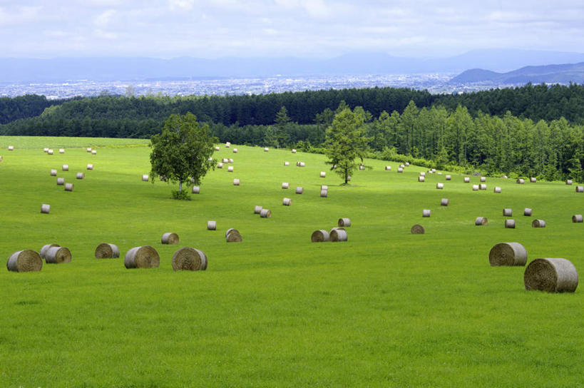 无人,横图,室外,白天,正面,旅游,度假,草地,草坪,石头,美景,山,山脉,树林,植物,北海道,日本,亚洲,许多,阴影,光线,石子,影子,景观,山顶,山峰,云,云朵,干草,山峦,云彩,娱乐,草,树,树木,黄色,蓝色,绿色,白云,蓝天,天空,阳光,自然,草垛,群山,天,享受,休闲,景色,放松,生长,晴朗,成长,自然风光,东亚,沉积岩,日本国,北海道地方,北海道岛,圆柱形,颠峰,极峰,水成岩,石块,岩石,晴空,彩图