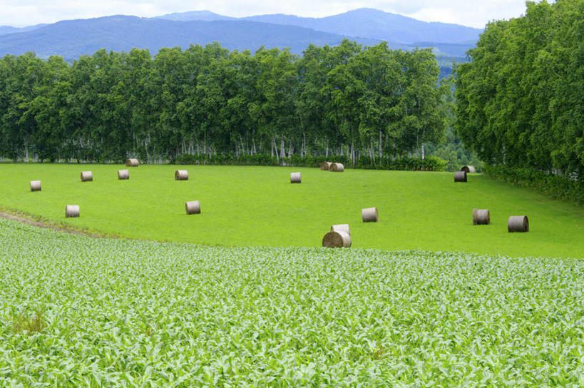 无人,横图,室外,白天,正面,旅游,度假,草地,草坪,石头,美景,山,山脉,树林,植物,北海道,日本,亚洲,许多,阴影,光线,石子,影子,景观,山顶,山峰,云,云朵,干草,山峦,云彩,娱乐,草,树,树木,黄色,蓝色,绿色,白云,蓝天,天空,阳光,自然,草垛,群山,天,享受,休闲,景色,放松,生长,晴朗,成长,自然风光,东亚,沉积岩,日本国,北海道地方,北海道岛,圆柱形,颠峰,极峰,水成岩,石块,岩石,晴空,彩图
