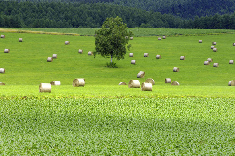 无人,横图,俯视,室外,白天,旅游,度假,草地,草坪,石头,美景,山,山脉,树林,植物,北海道,日本,亚洲,许多,阴影,光线,石子,影子,景观,山顶,山峰,干草,山峦,娱乐,草,树,树木,黄色,绿色,阳光,自然,草垛,群山,享受,休闲,景色,放松,生长,成长,自然风光,东亚,沉积岩,日本国,北海道地方,北海道岛,圆柱形,颠峰,极峰,水成岩,石块,岩石,彩图,高角度拍摄