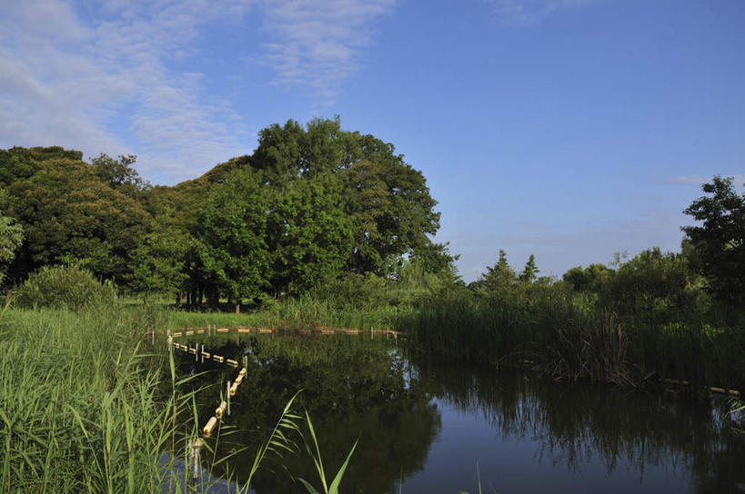 无人,横图,室外,白天,正面,旅游,度假,草地,湖,湖泊,美景,水,植物,东京,日本,亚洲,平静,湖面,景观,水流,水面,云,云朵,云彩,娱乐,草,树,树木,蓝色,绿色,白云,蓝天,天空,自然,湖水,天,享受,休闲,景色,放松,生长,晴朗,成长,自然风光,东亚,本州,关东地方,本州岛,日本国,东京都,水元公园,葛饰区,晴空,彩图