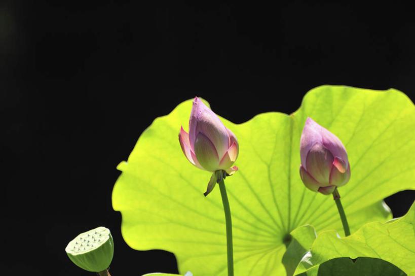 无人,横图,室外,特写,白天,正面,旅游,度假,纯洁,美景,莲花,叶子,日本,亚洲,阴影,盛开,光线,影子,景观,荷叶,绿叶,千叶县,花蕾,娱乐,花,花瓣,花朵,鲜花,两朵,一个,粉色,绿色,阳光,自然,花苞,花蕊,享受,休闲,嫩叶,景色,放松,莲蓬,单个,富贵,神圣,自然风光,东亚,纯净,本州,关东地方,本州岛,日本国,千叶,六月花神,正直,荷花,六月春,藕花,水芙蓉,叶,叶片,彩图