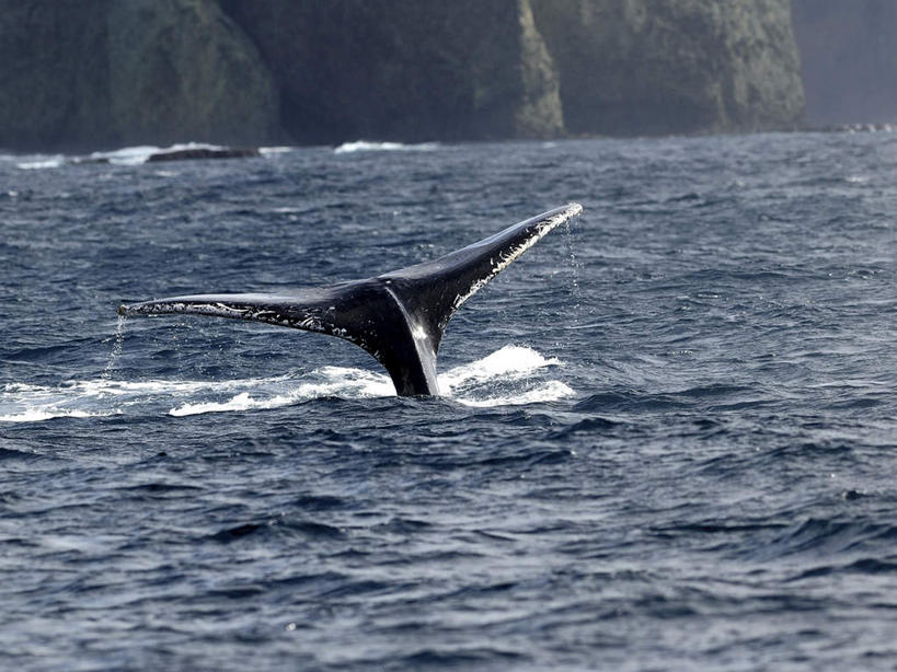 无人,横图,室外,白天,正面,旅游,度假,海浪,海洋,石头,美景,山,山脉,哺乳动物,鲸鱼,东京,日本,亚洲,波纹,石子,景观,浪花,山顶,山峰,涟漪,山峦,娱乐,海洋生物,一只,水纹,自然,海水,动物,波浪,群山,享受,休闲,景色,放松,击打,鲸,座头鲸,自然风光,水生动物,水生物,海景,东亚,海底动物,沉积岩,本州,关东地方,本州岛,日本国,东京都,水晕,鲸类,大翅鲸,巨臂鲸,锯臂鲸,驼背鲸,颠峰,极峰,水成岩,大海,风浪,海,海水的波动,近岸浪,石块,岩石,涌浪,半身,彩图