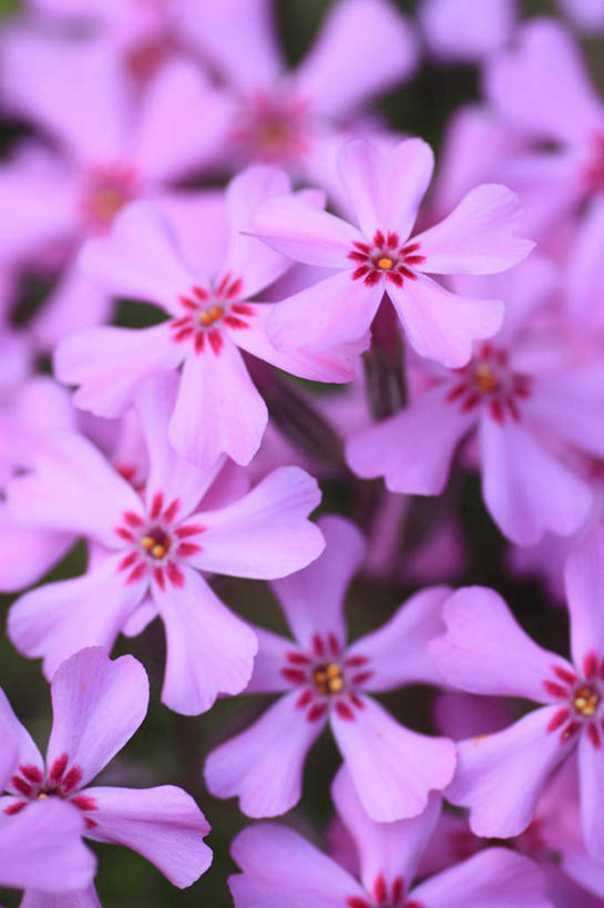 无人,竖图,俯视,室外,特写,白天,旅游,度假,美景,长野县,日本,亚洲,阴影,朦胧,模糊,盛开,光线,影子,景观,花蕾,娱乐,花,花瓣,花朵,鲜花,粉色,阳光,自然,花苞,花蕊,享受,休闲,景色,放松,夹竹桃,自然风光,东亚,柳叶桃,半年红,本州,本州岛,日本国,中部地方,长野,彩图,高角度拍摄