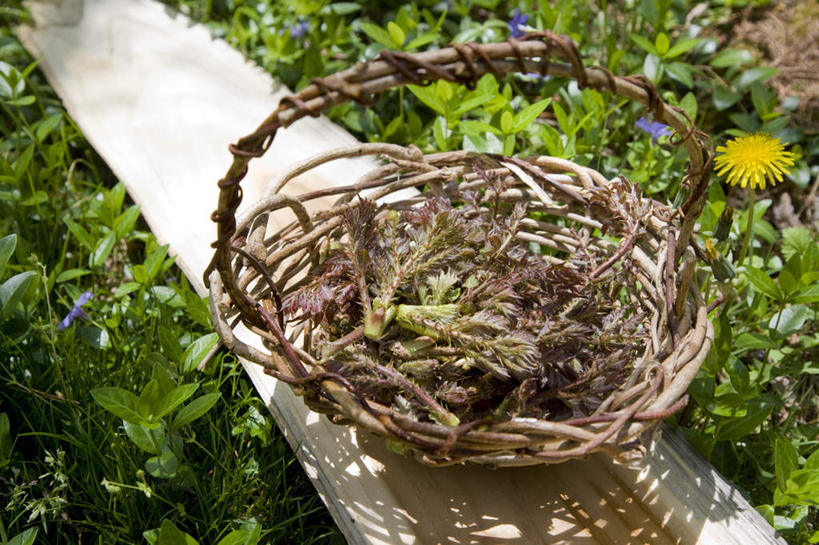 无人,菜园,农田,横图,俯视,室外,白天,旅游,度假,庄稼,农作物,植物,当归,蔬菜,一堆,许多,阴影,堆叠,堆积,新鲜,光线,篮子,影子,食品,根,草药,药草,娱乐,中药,食物,一个,阳光,享受,休闲,放松,有机食品,绿色食品,单个,堆,药材,中草药,中药材,本草,云归,西当归,秦归,岷当归,彩图,高角度拍摄,耕地,庄稼田