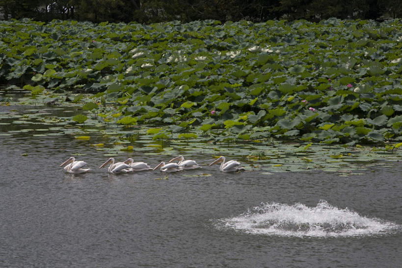 无人,横图,俯视,室外,白天,旅游,度假,纯洁,美景,水,莲花,鸟,野生动物,叶子,东京,日本,亚洲,飞溅,溅,鸟类,液体,池塘,景观,水滴,绿叶,娱乐,水珠,白色,自然,动物,享受,休闲,嫩叶,景色,放松,可爱,活泼,五只,游动,富贵,神圣,喷洒,自然风光,东亚,纯净,鹈鹕,本州,关东地方,本州岛,日本国,东京都,六月花神,正直,荷花,六月春,藕花,水芙蓉,叶,叶片,彩图,高角度拍摄